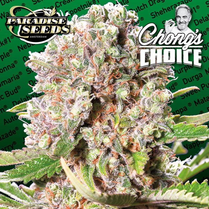 Mendocino Skunk (Paradise Seeds) 3 graines main product photo