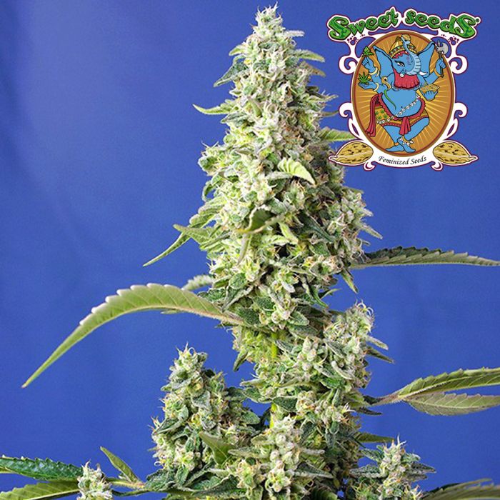 Gorilla Girl XL Auto (Sweet Seeds) main product photo