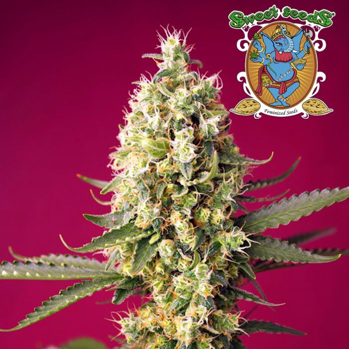 Skywalker OG Runtz XL Auto (Sweet Seeds) main product photo