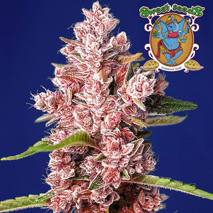 Tropicanna Poison F1 Fast Version (Sweet Seeds) main product photo