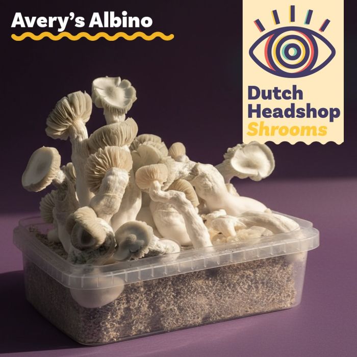 Kit de Culture de Champignons Magiques Avery's Albino 1200cc (Marque Privée main product photo