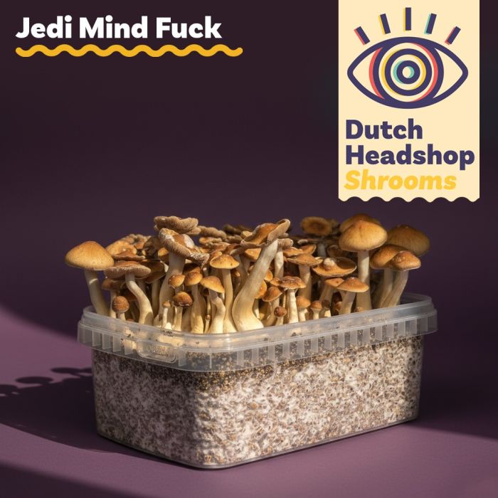 Kit de Culture de Champignons Magiques Jedi Mind Fuck 1200cc (Marque Privée main product photo