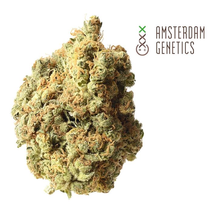 AK-020 Autofloraison (Amsterdam Genetics) 3 graines main product photo