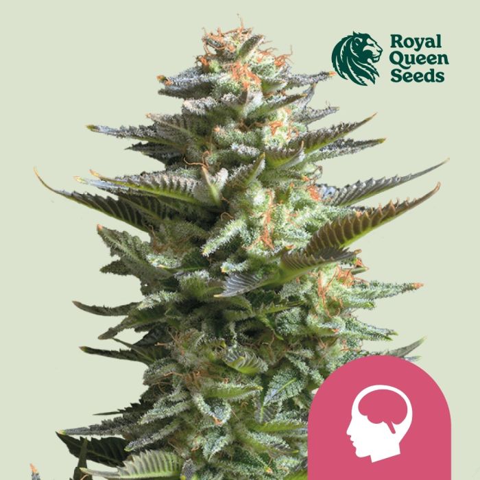 Amnesia Haze (Royal Queen Seeds) 5 graines main product photo