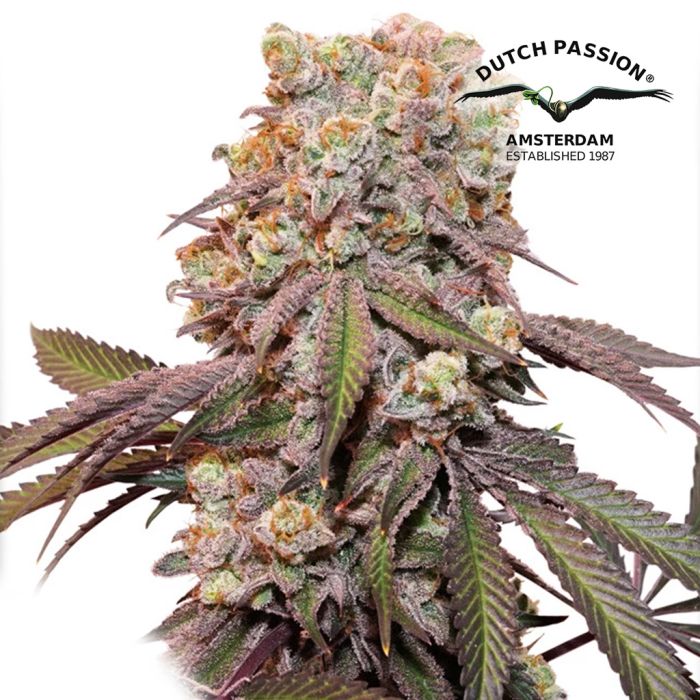 Auto Candy Bubatz XL (Dutch Passion) 3 Graines main product photo