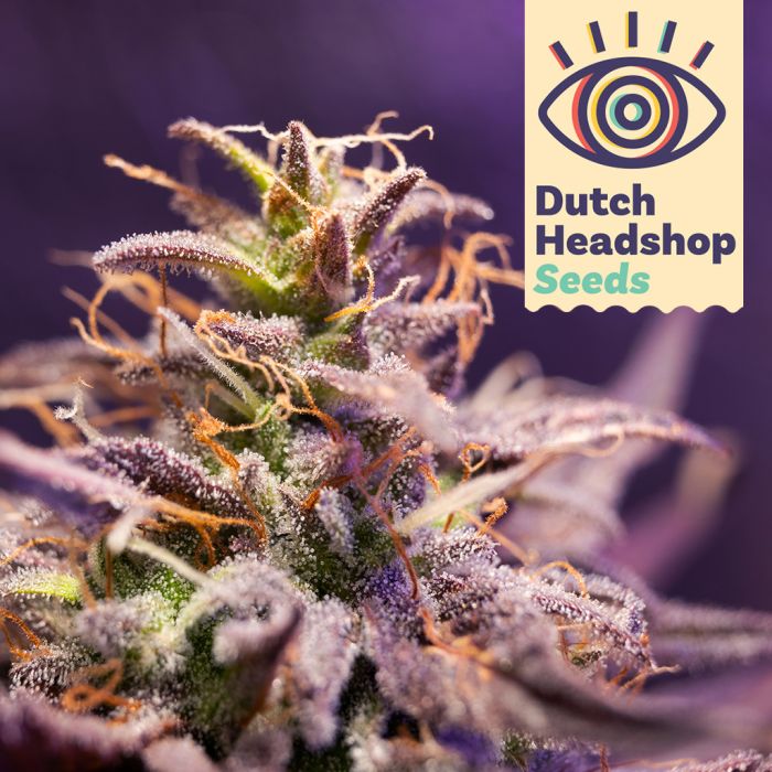 Auto CBD Zero Stress Amnesia (Marque Privée) main product photo