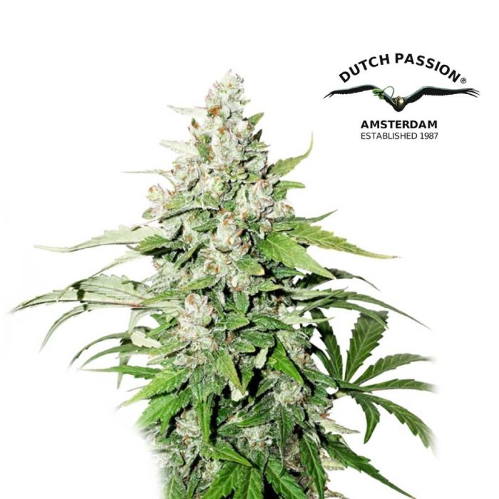Auto Cinderella Jack (Dutch Passion) main product photo