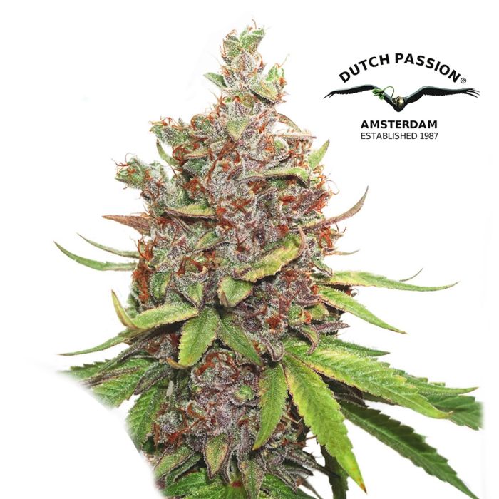 Auto Glueberry O.G. (Dutch Passion) main product photo