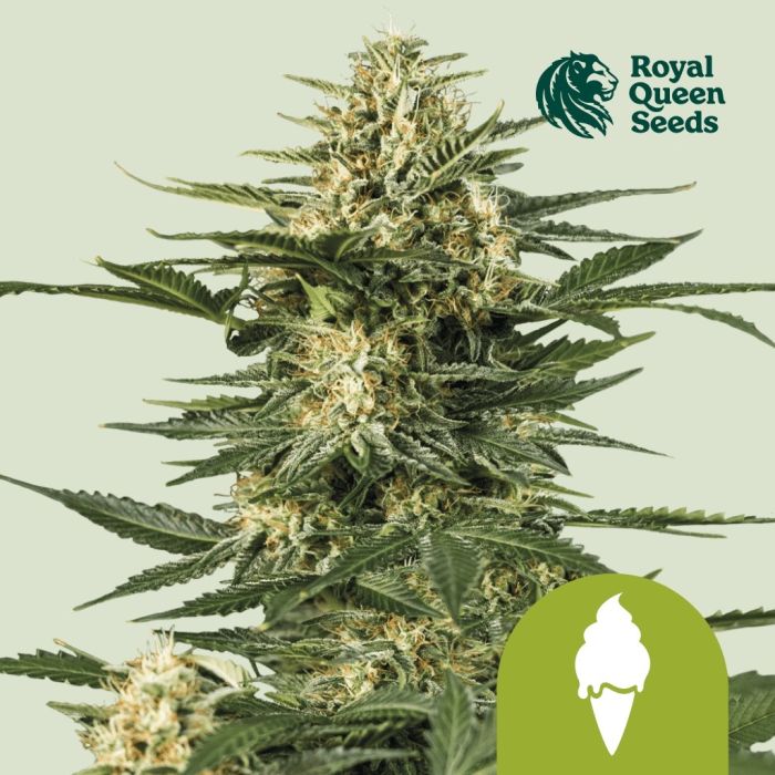 Green Gelato Automatic (Royal Queen Seeds) 3 graines main product photo