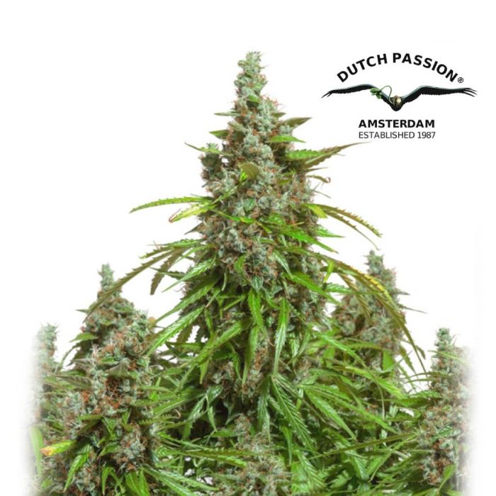 Auto Mazar (Dutch Passion) 3 graines main product photo