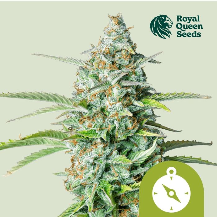 Northern Light Automatic (Royal Queen Seeds) 5 graines main product photo