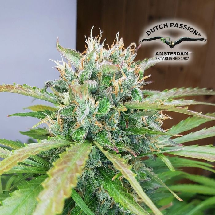 Auto Orange Bud (Dutch Passion) 3 graines main product photo