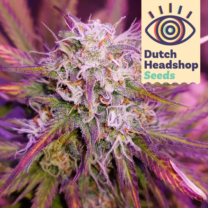 Auto Purple Kush (Marque Privée) main product photo