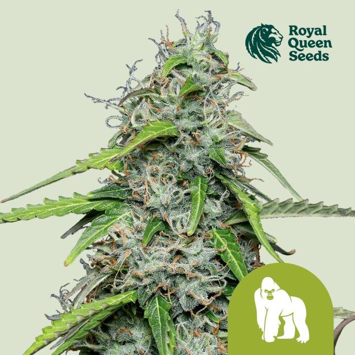 Royal Gorilla Automatic (Royal Queen Seeds) 3 graines main product photo