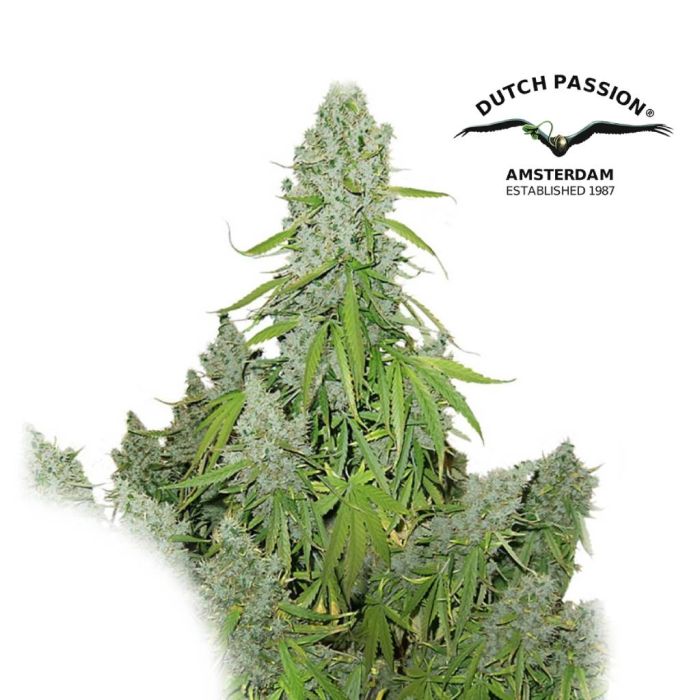 Auto Ultimate (Dutch Passion) main product photo