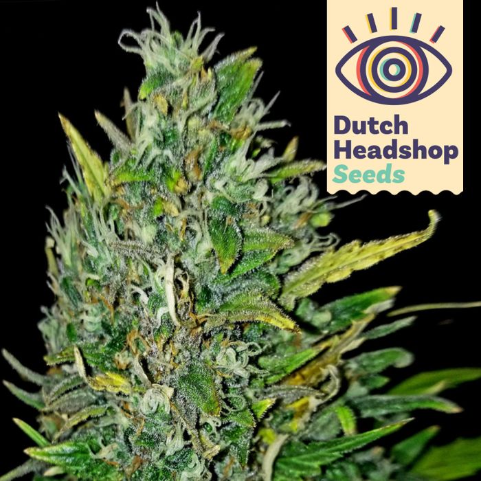 Auto Bruce Banner (Marque Privée) main product photo