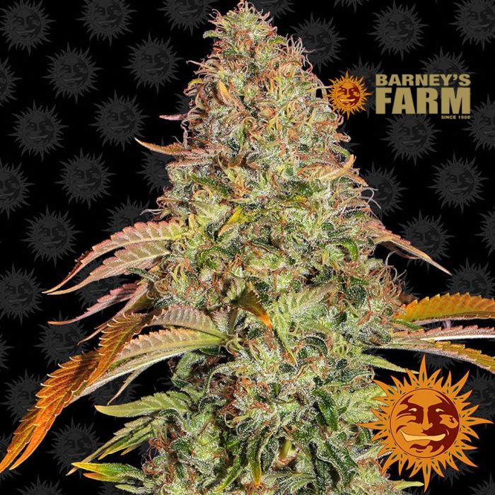 Zkittlez OG Auto (Barney’s Farm) 5 graines main product photo