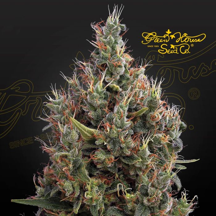 Big Bang Autofloraison (Greenhouse Seeds) main product photo