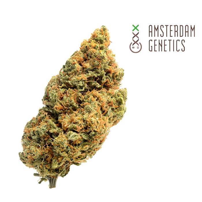 Blue Amnesia Autofloraison (Amsterdam Genetics) 3 graines main product photo