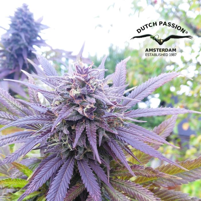 Blueberry (Dutch Passion) 3 graines main product photo