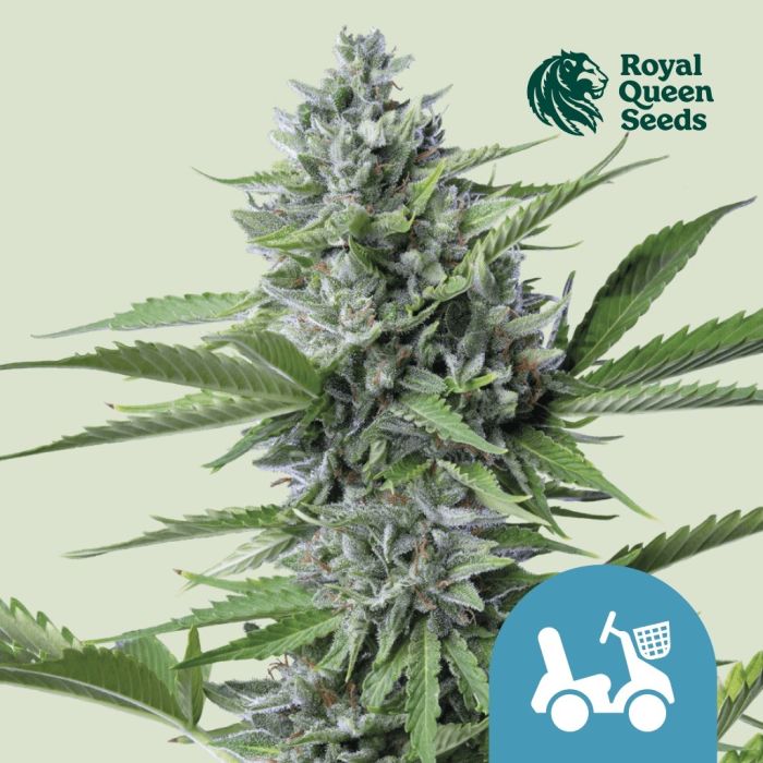 Fast Eddy Automatic CBD (Royal Queen Seeds) 5 graines main product photo