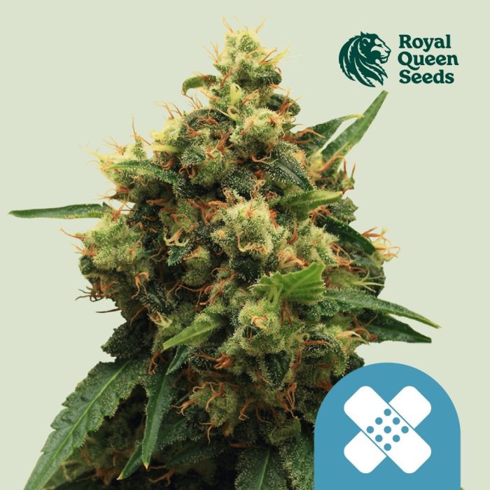 Painkiller XL (Royal Queen Seeds) 5 Graines main product photo