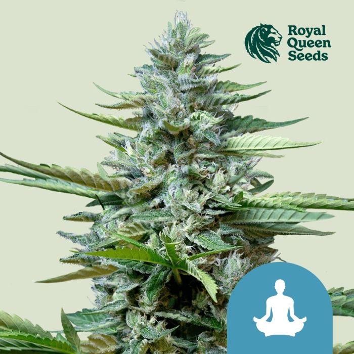 Stress Killer Automatic CBD (Royal Queen Seeds) 5 graines main product photo