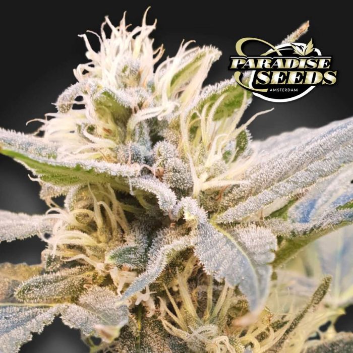 CBDelight (Paradise Seeds) main product photo