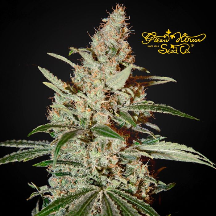 Chemdog (Greenhouse Seeds) 3 graines main product photo
