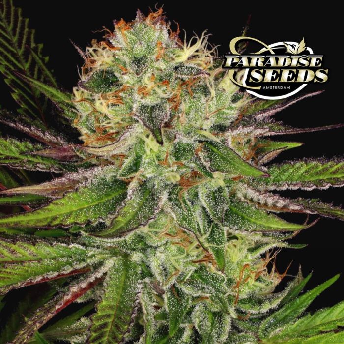 Chocolate Wafflez (Paradise Seeds) main product photo