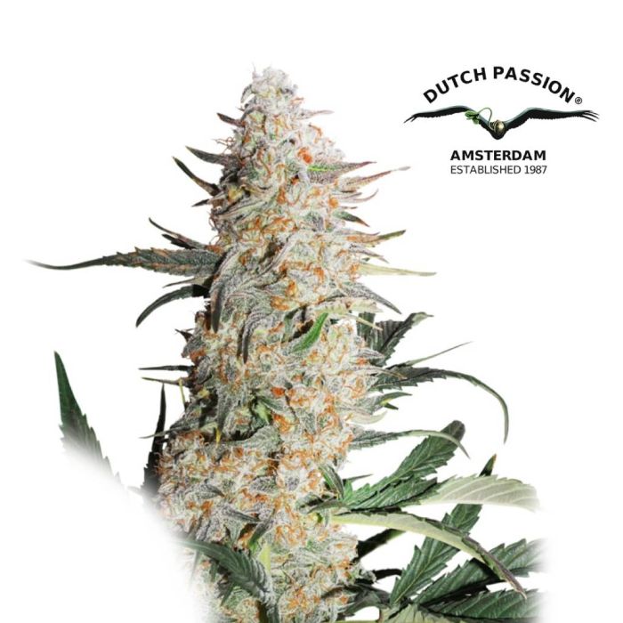 Critical Orange Punch (Dutch Passion) main product photo