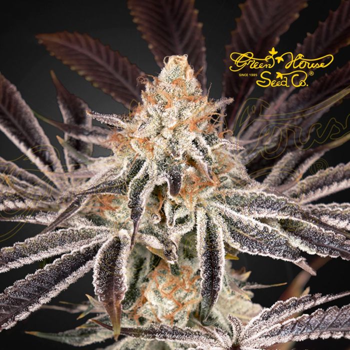 Dark Phoenix (Greenhouse Seeds) main product photo