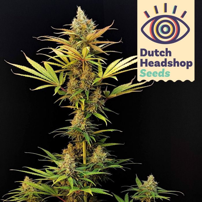 Amnesia Haze (Marque Privée) main product photo