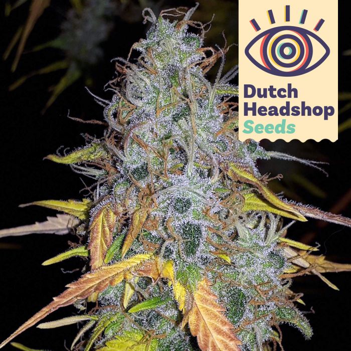 Auto Chemdawg (Marque Privée) main product photo