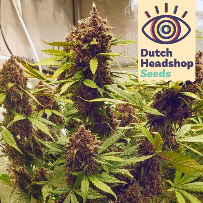 Auto LSD (Marque Privée) main product photo
