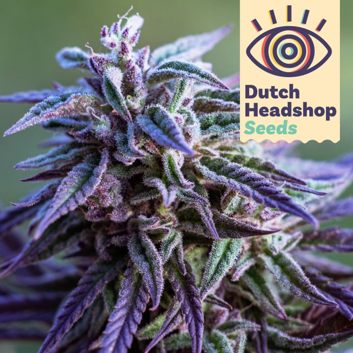 Auto Purple Haze (Marque Priveé) main product photo