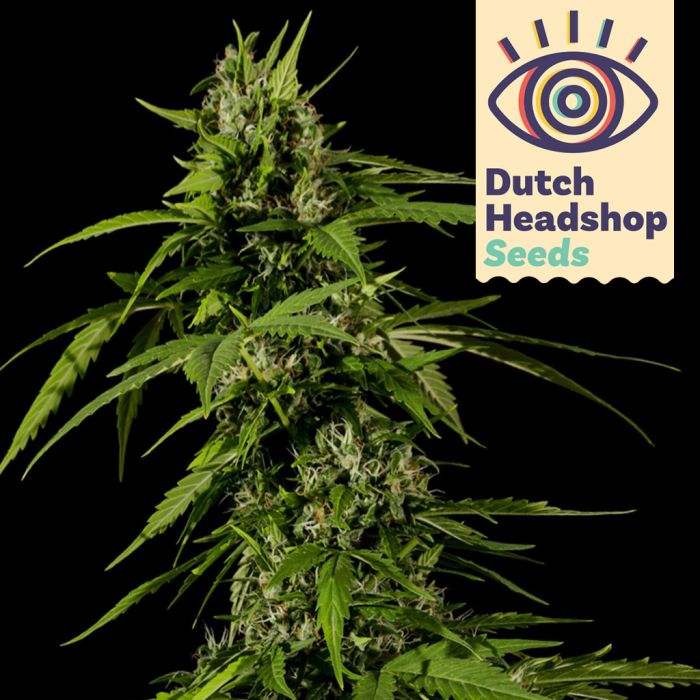 Auto Big Bud (Marque Privée) main product photo