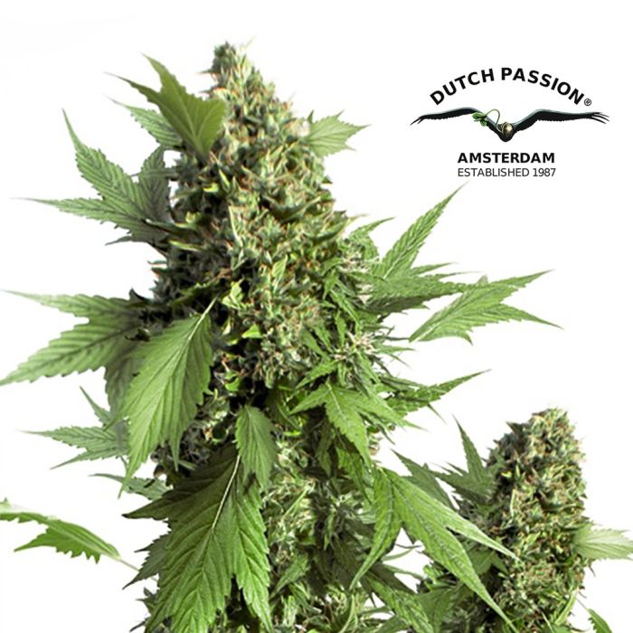 Auto Duck (Dutch Passion) 3 graines main product photo