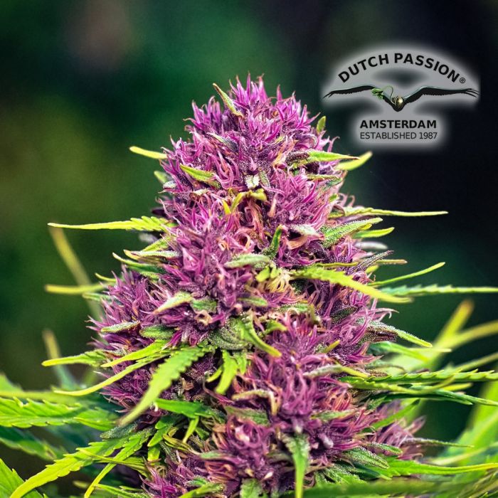Frisian Dew (Dutch Passion) 5 graines main product photo