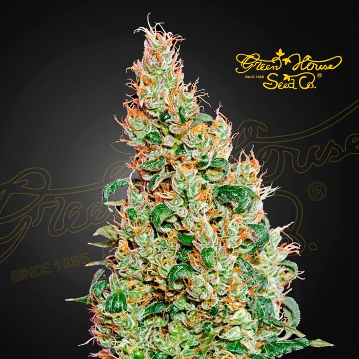 Green-O-Matic Autofloraison (Greenhouse Seeds) 5 graines main product photo