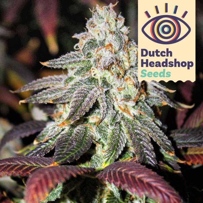 Granddaddy Purple (Marque Privée) main product photo