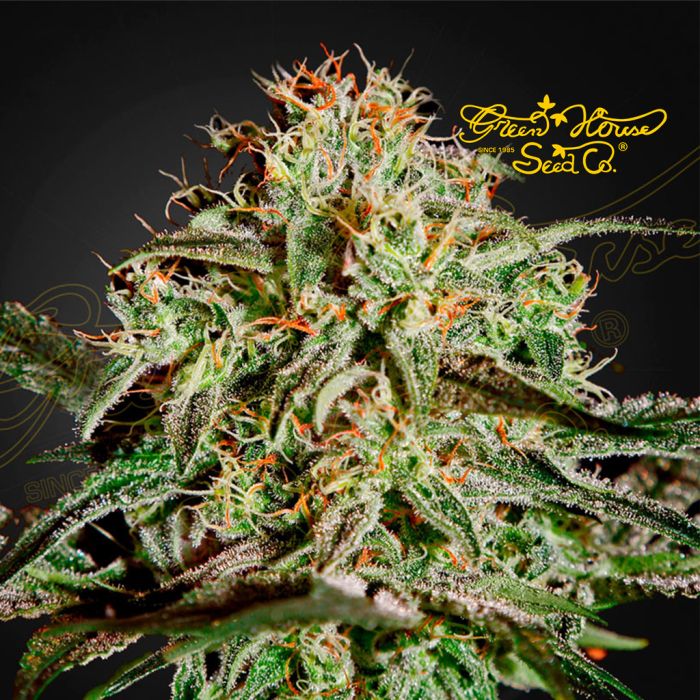 A.M.S. (Greenhouse Seeds) 5 graines main product photo