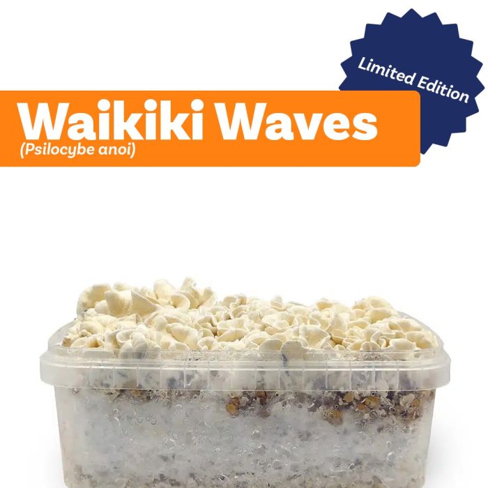 Kit de Culture de Champignons Magiques Waikiki Waves (Ready-to-Grow Growkit) - 1200 cc main product photo