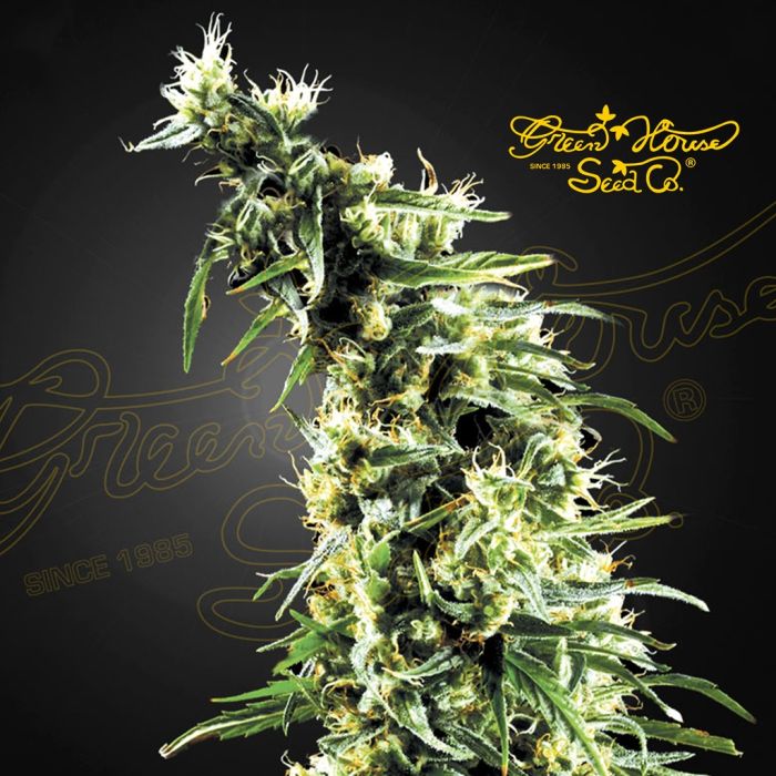 Hawaiian Snow (Greenhouse Seeds) 5 graines main product photo