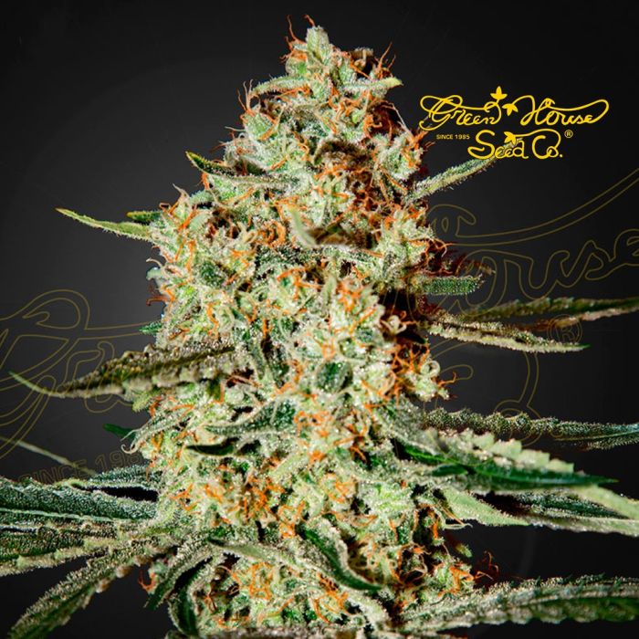 Himalaya Gold (Greenhouse Seeds) 5 graines main product photo
