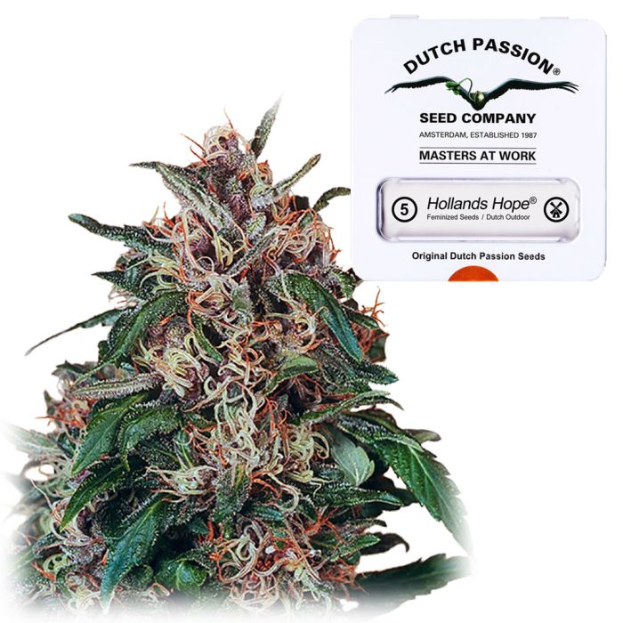 Hollands Hope (Dutch Passion) 5 graines main product photo