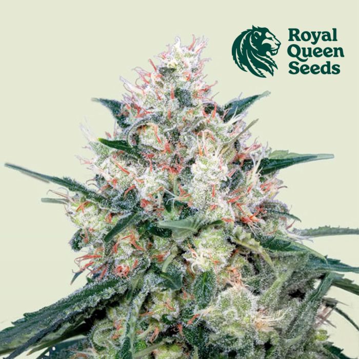 Honey Cream Fast Flowering (Royal Queen Seeds) 3 graines main product photo