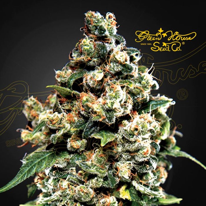 Jack Herer (Greenhouse Seeds) 5 graines main product photo