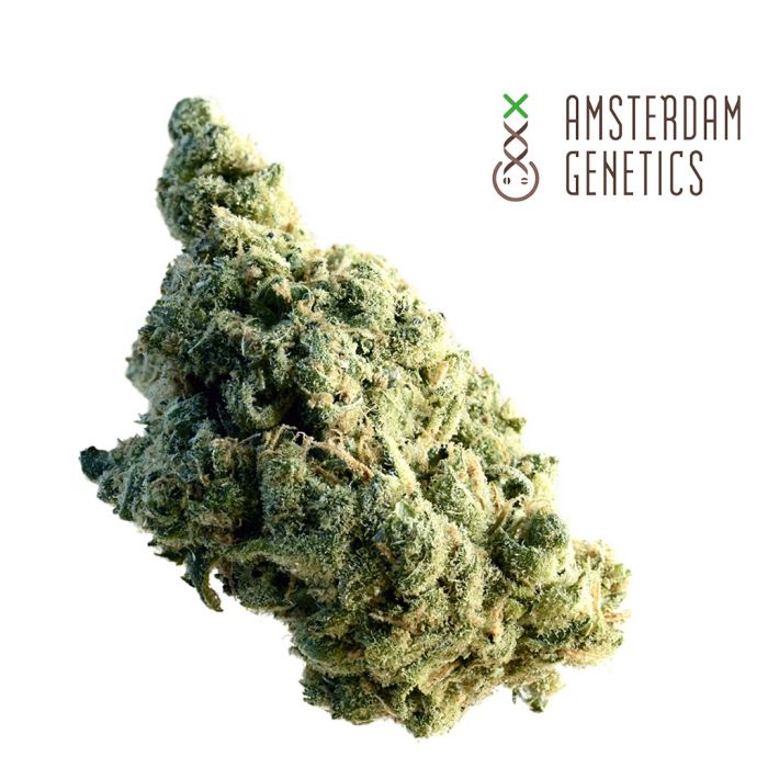 Lemon Ice (Amsterdam Genetics) 3 graines main product photo