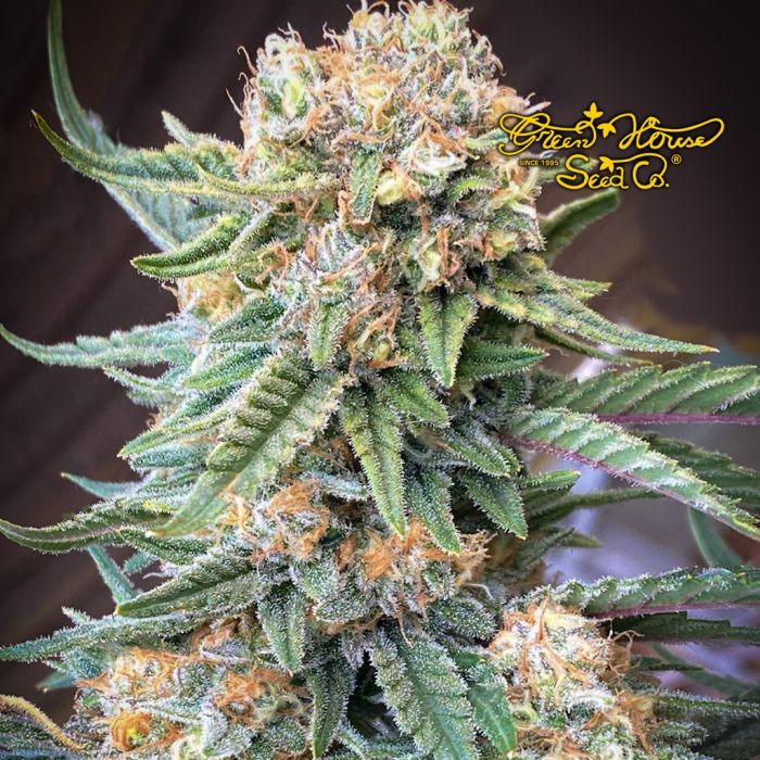 Lemon Skunk (Greenhouse Seeds) 5 graines main product photo